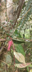 Columnea minor
