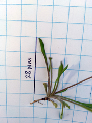 Wahlenbergia albomarginata