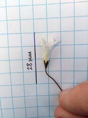 Wahlenbergia albomarginata