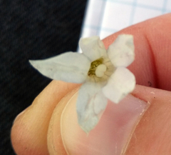 Wahlenbergia albomarginata