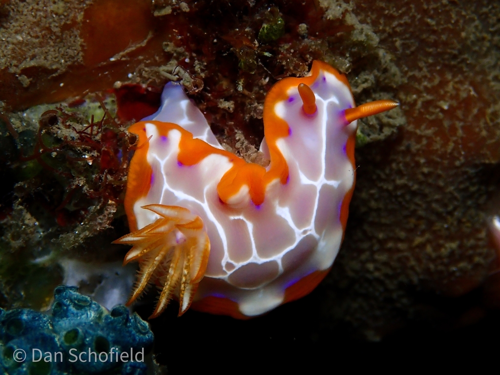 Hypselodoris iacula