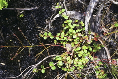 Gonocarpus micranthus micranthus