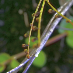 Gonocarpus micranthus micranthus