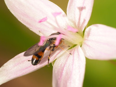 Sphegina