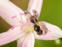 Sphegina