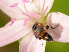 Sphegina