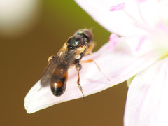 Sphegina