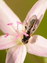 Sphegina