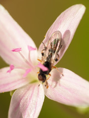 Sphegina