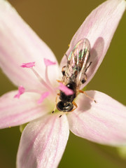 Sphegina