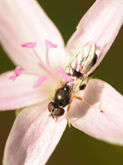 Sphegina