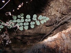 Argyrochosma jonesii