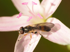 Sphegina