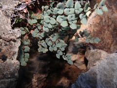 Argyrochosma jonesii