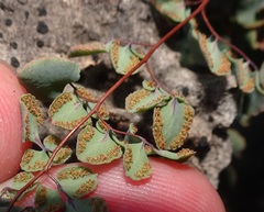 Argyrochosma jonesii