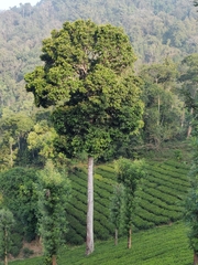 Vateria indica