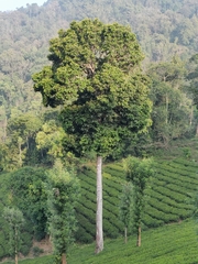 Vateria indica
