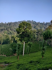 Vateria indica