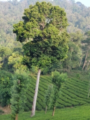 Vateria indica