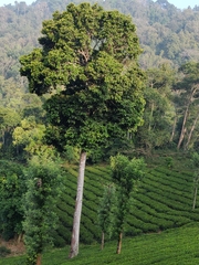 Vateria indica