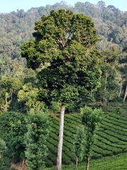 Vateria indica