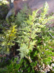Myriopteris wrightii