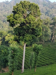 Vateria indica