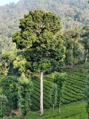 Vateria indica