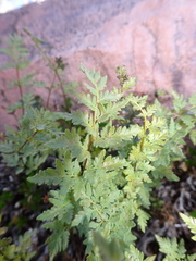 Myriopteris wrightii