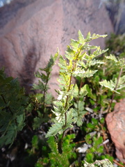 Myriopteris wrightii