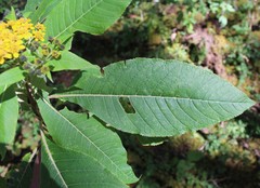 Verbesina oncophora