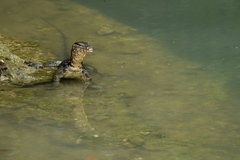 Varanus salvator