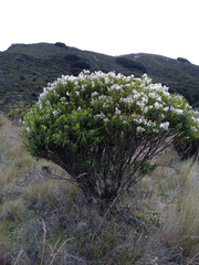 Veronica brachysiphon