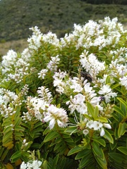 Veronica brachysiphon