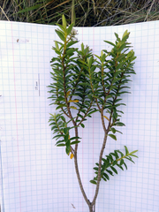 Veronica brachysiphon