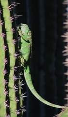Iguana iguana