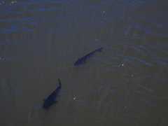 Steindachneridion melanodermatum