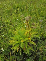 Seseli condensatum