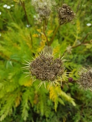 Seseli condensatum