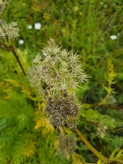 Seseli condensatum