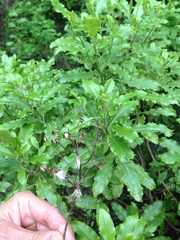 Brachyglottis perdicioides