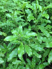 Brachyglottis perdicioides