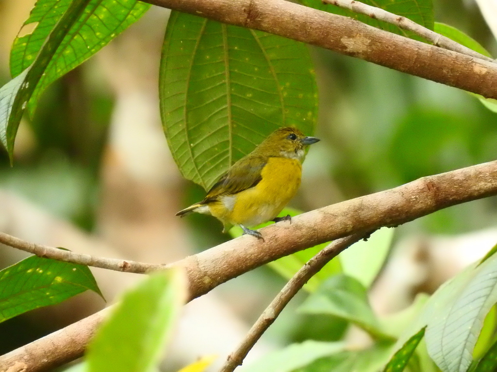 White-Vented Euphonia
