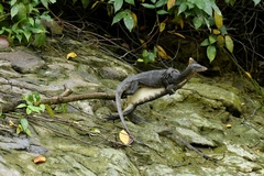 Varanus salvator