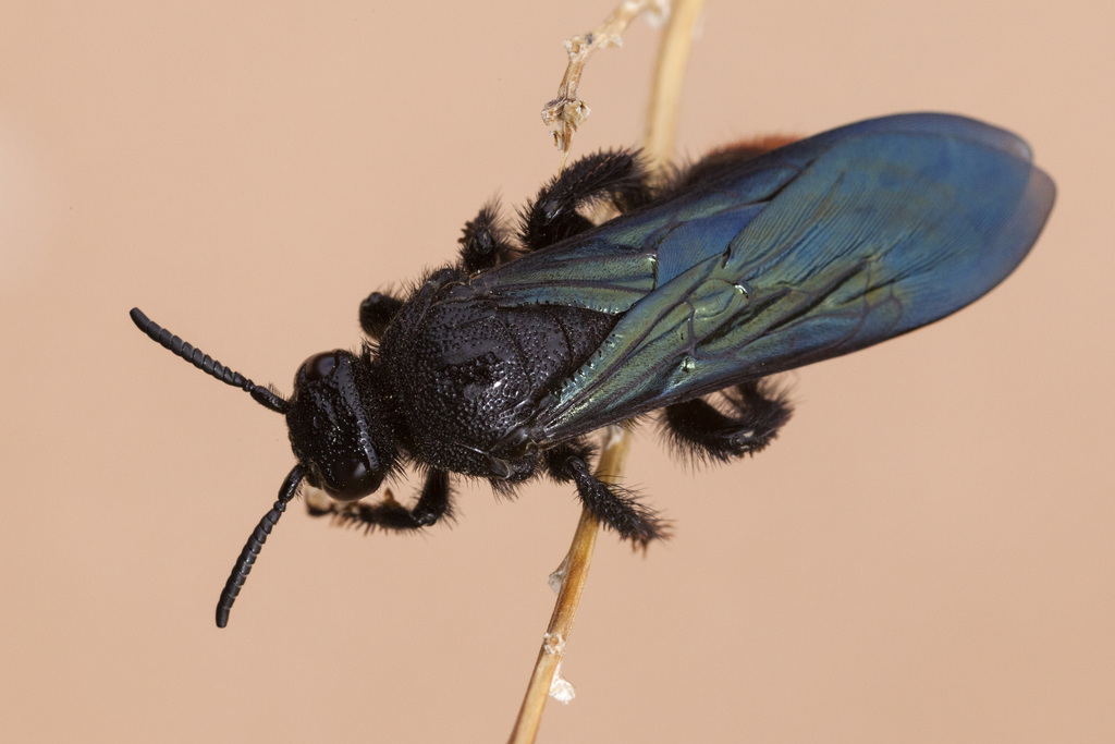 Fire-tailed Scoliid Wasp