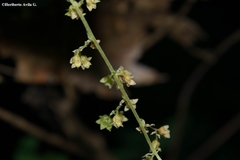 Dioscorea jaliscana