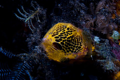Mycale humilis