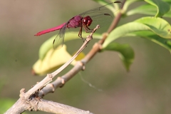Orthemis discolor