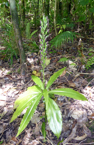 Habenaria amplifolia observed 2017-09-29