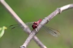 Orthemis discolor